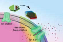 Tiny magnetic discs offer remote brain stimulation without transgenes